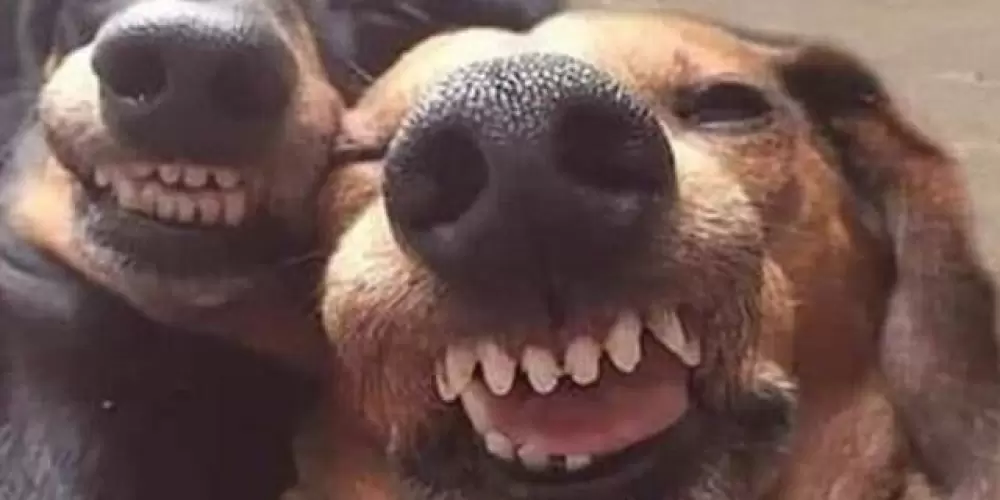 Imagem do grupo de WhatsApp Besties