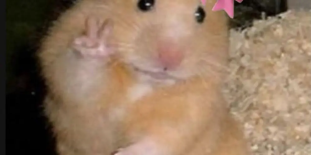 Imagem do grupo de WhatsApp Bests💖