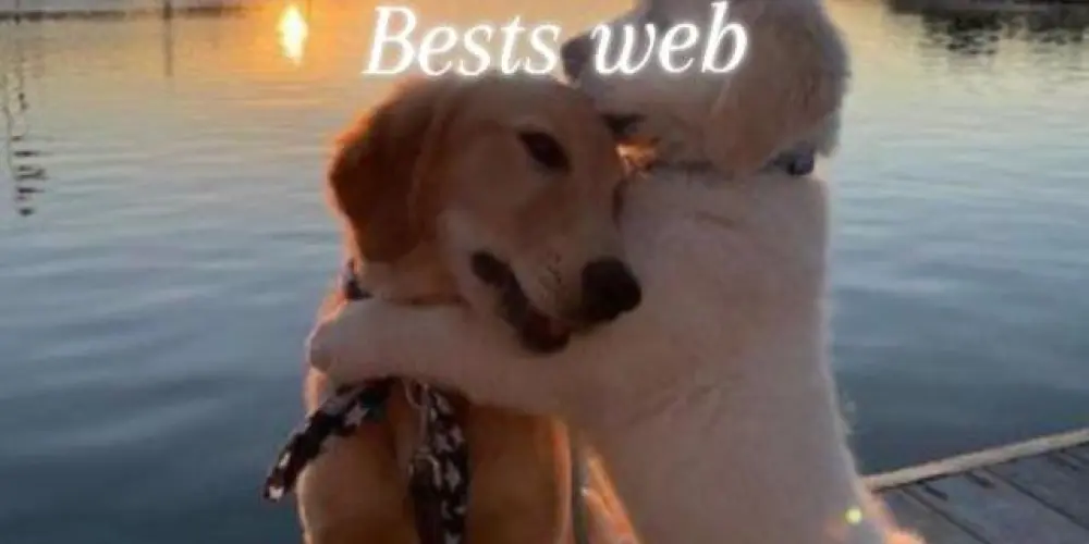 Imagem do grupo de WhatsApp Bests Web