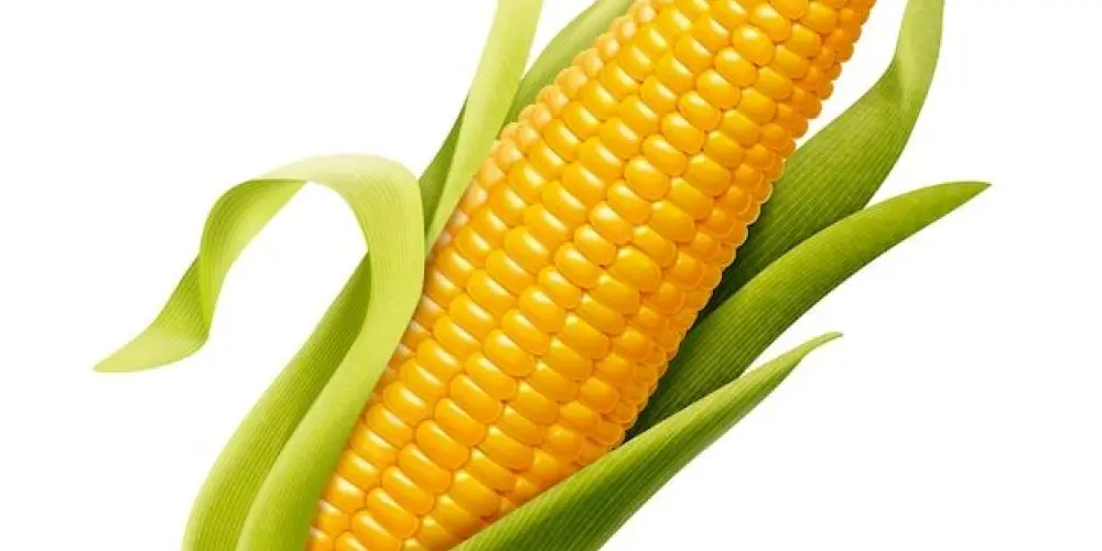 Imagem do grupo de WhatsApp bh city