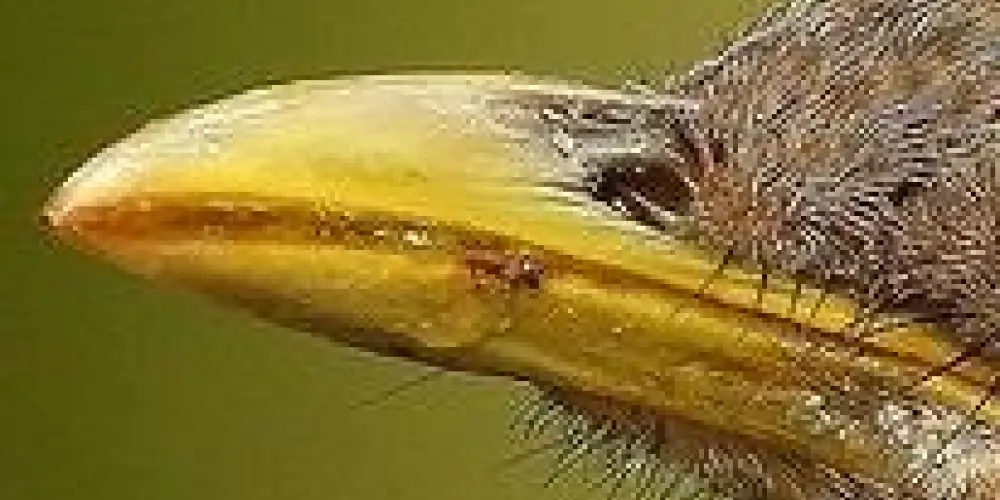 Imagem do grupo de WhatsApp Bicos de aço