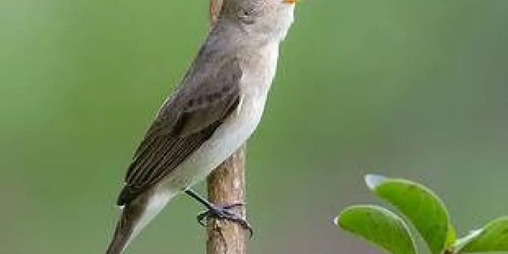 Imagem do grupo de WhatsApp Bigodeiros de pp