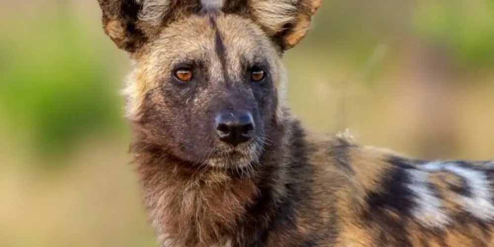 Imagem do grupo de WhatsApp [ Biologia ]