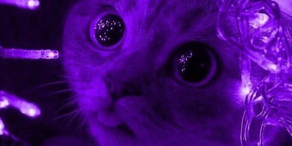 Imagem do grupo de WhatsApp 🌕bl Com Angel E Luna💜