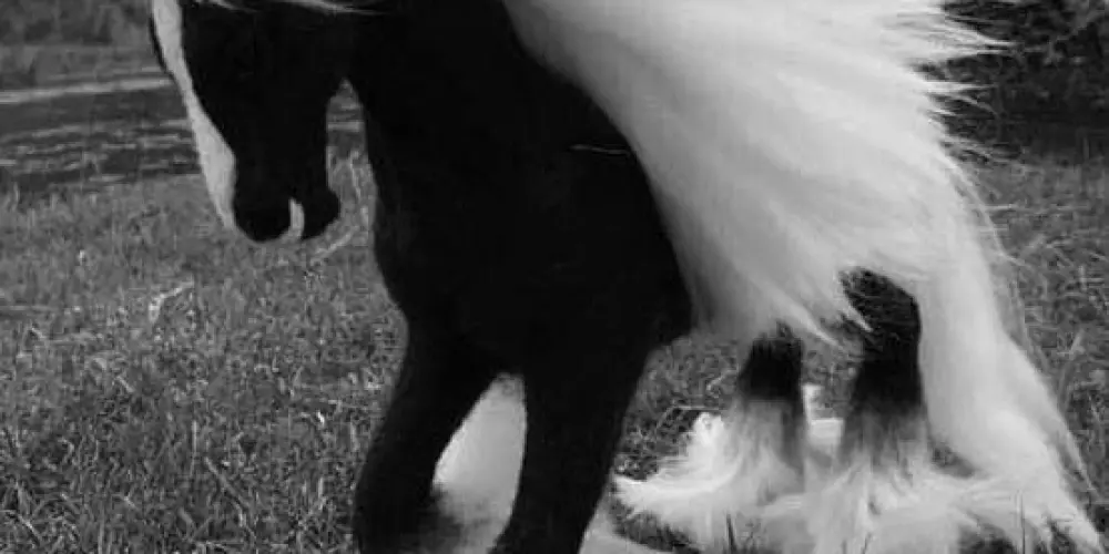 Imagem do grupo de WhatsApp 🖤 BLACKWHITE 🤍