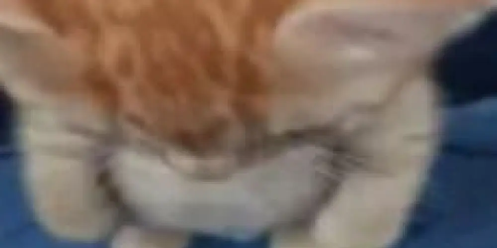 Imagem do grupo de WhatsApp Bo Amigar?