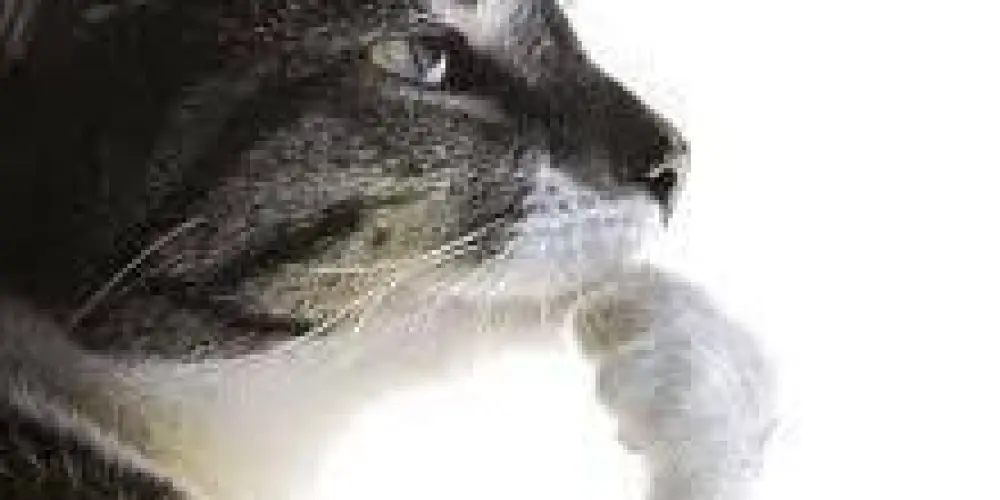 Imagem do grupo de WhatsApp Boa noite