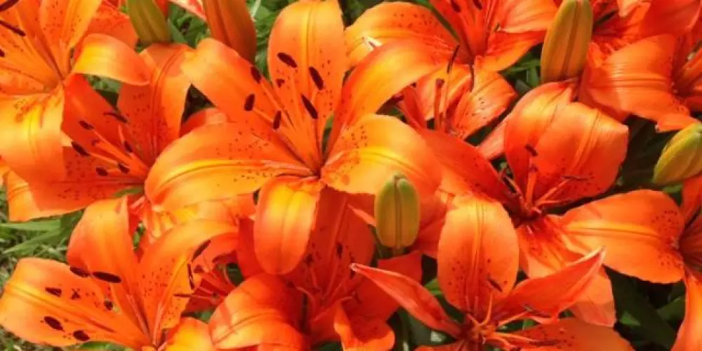 Imagem do grupo de WhatsApp Boas-vindas! Interaja conosco.