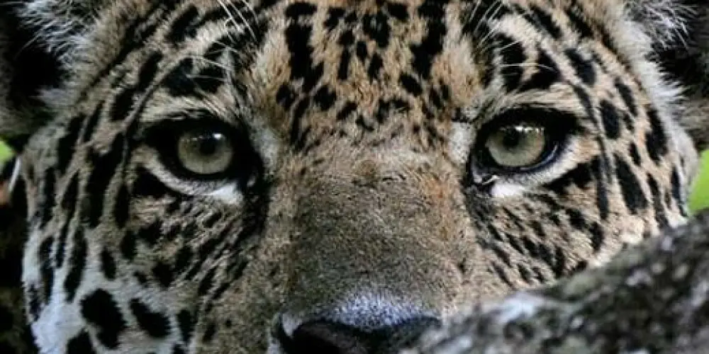 Imagem do grupo de WhatsApp 🐯Boca da Onça🐅