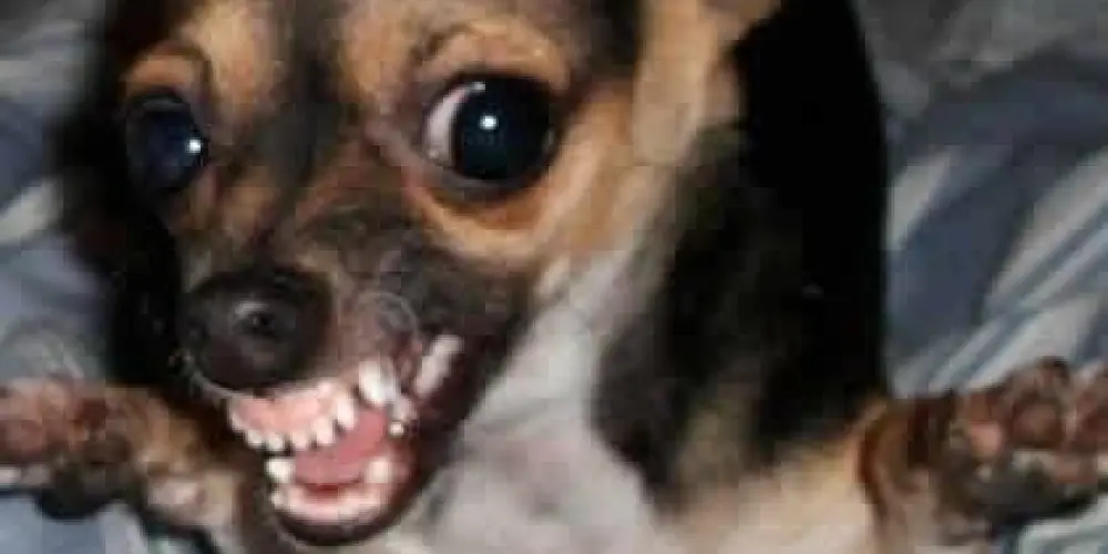 Imagem do grupo de WhatsApp Boladão bem bolado