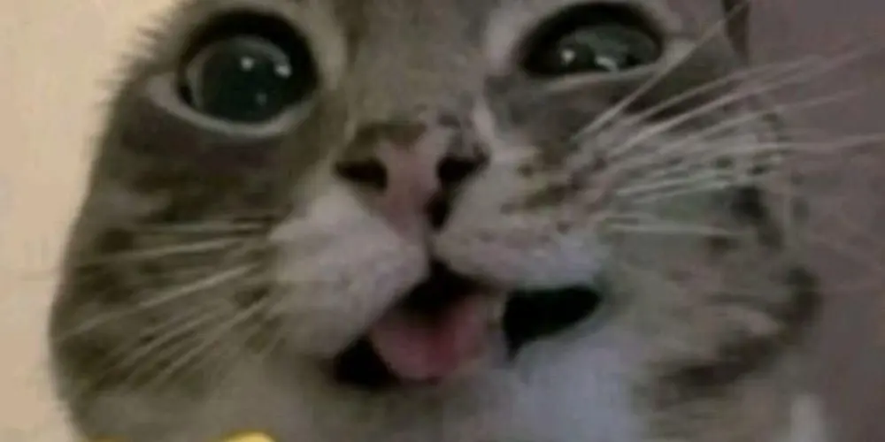 Imagem do grupo de WhatsApp Bonde da Amizade 🤪