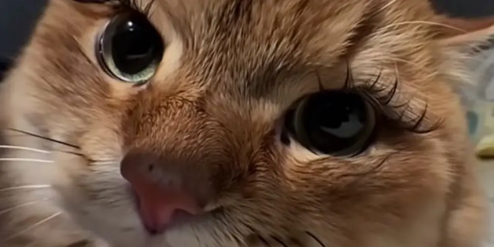 Imagem do grupo de WhatsApp Bonde das oncinhas🐆