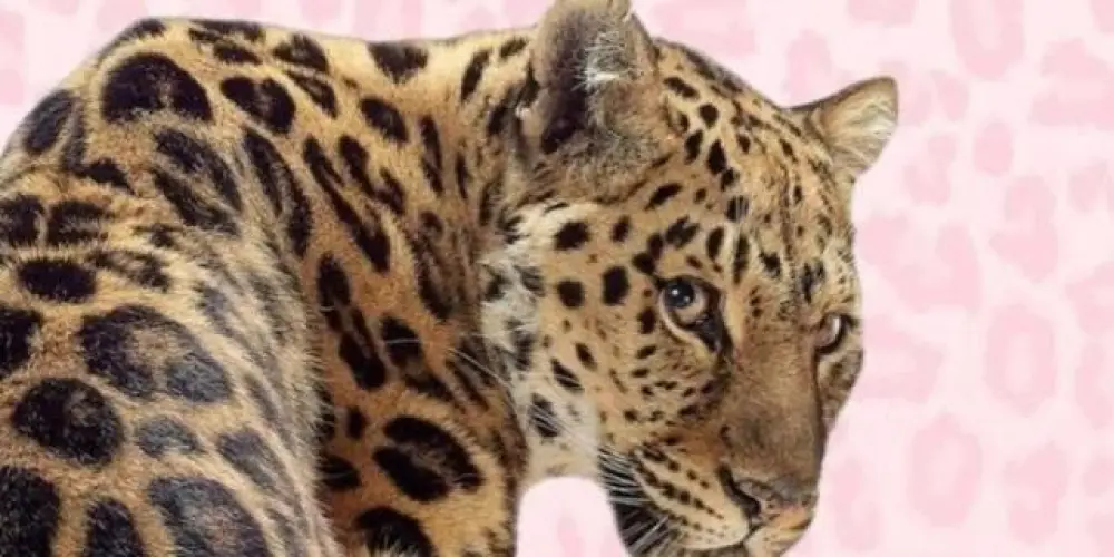 Imagem do grupo de WhatsApp 🐆Bonde das oncinhas🐯