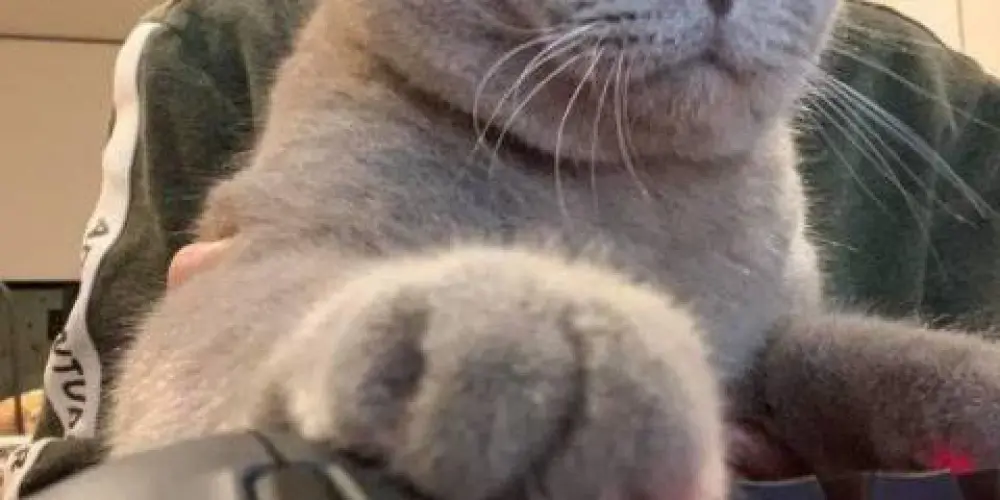 Imagem do grupo de WhatsApp Bonde dos careca /trocas roube um brainrot