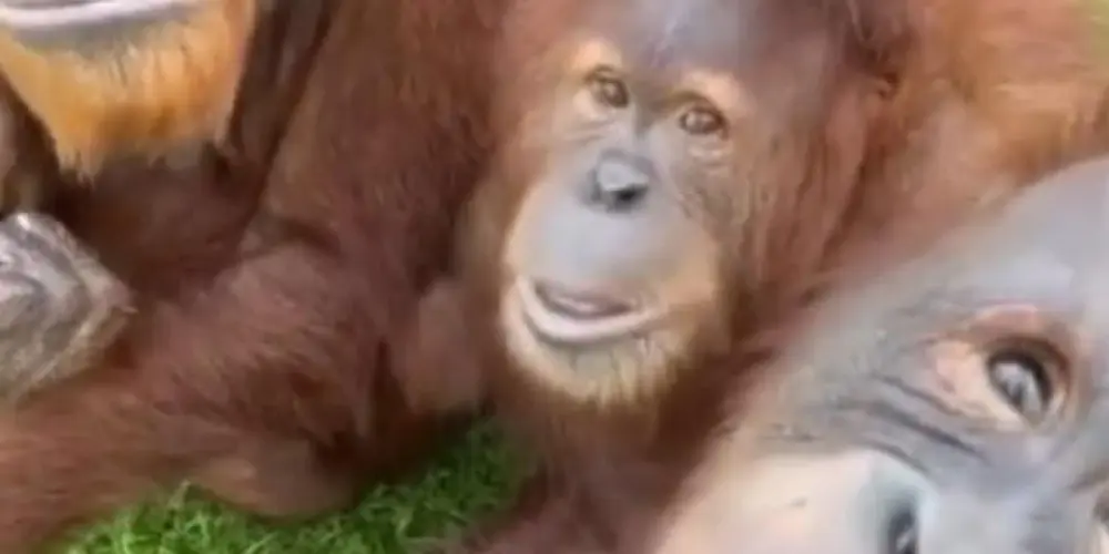 Imagem do grupo de WhatsApp BORA PROSEAR?