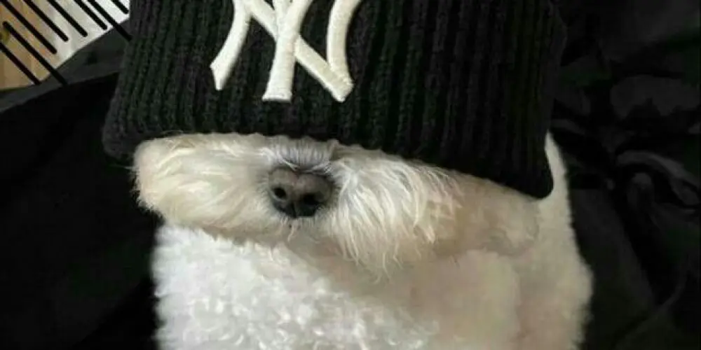 Imagem do grupo de WhatsApp bora resenha 🥴