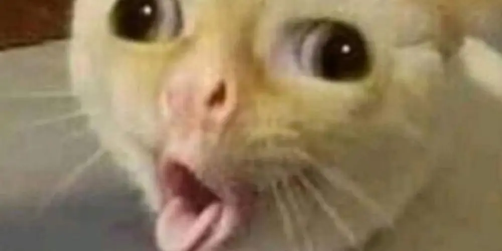 Imagem do grupo de WhatsApp Bora sair do tédio 🥱💤