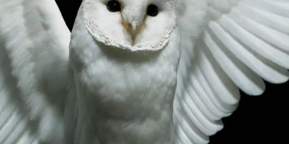 Imagem do grupo de WhatsApp borderline