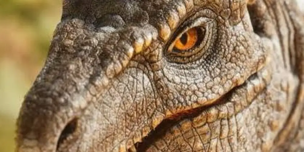 Imagem do grupo de WhatsApp [ BR ] PVE / TERRA VERMELHA