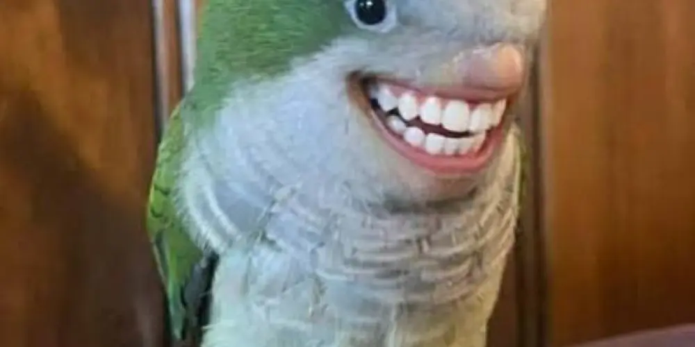 Imagem do grupo de WhatsApp 🇧🇷BRASIL ASSOBIOS 🐦😮‍💨