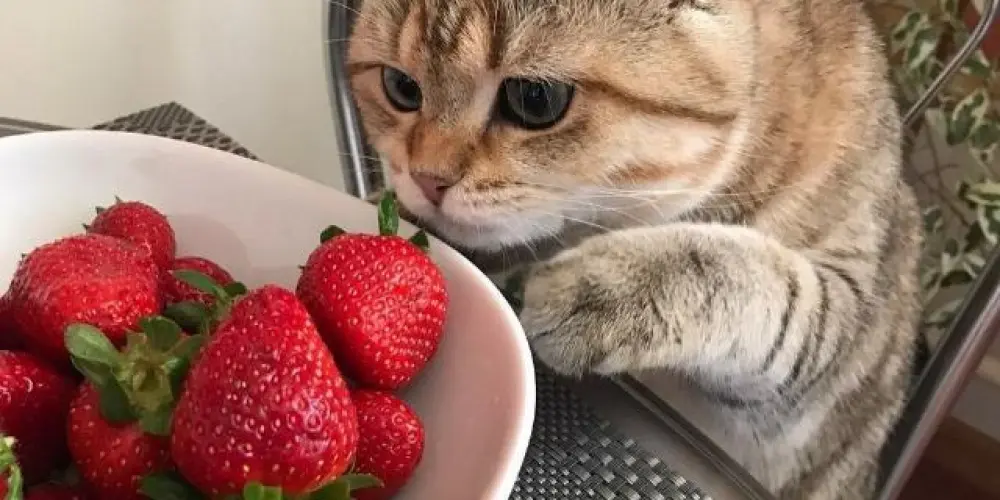 Imagem do grupo de WhatsApp ☆🎸🖤ミBRF彡🖤🎸☆