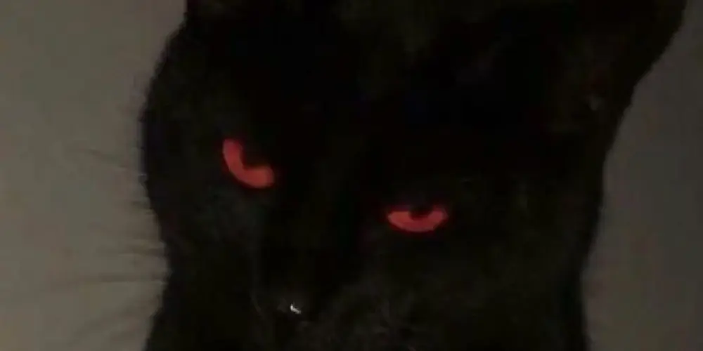 Imagem do grupo de WhatsApp Bricking❓