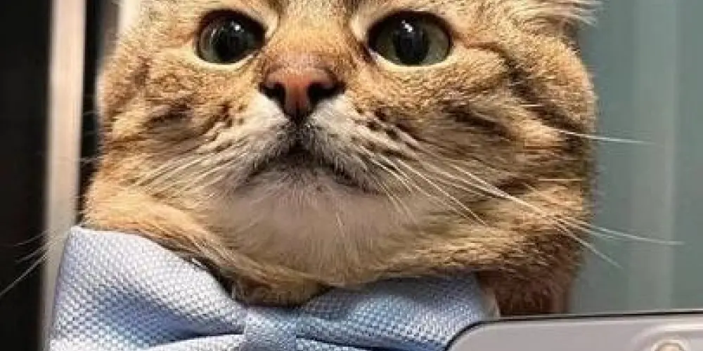 Imagem do grupo de WhatsApp BS | BLACK SHOT