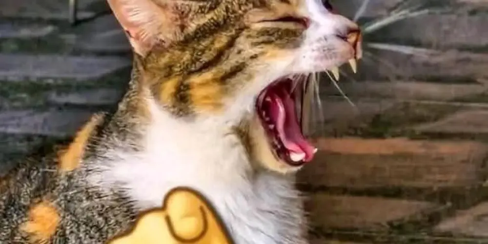 Imagem do grupo de WhatsApp BUBU MARK 🦈