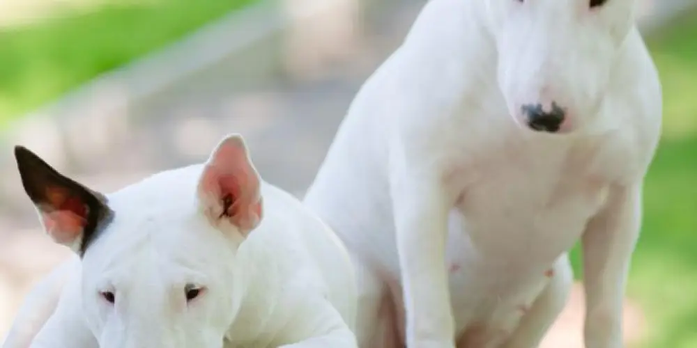 Imagem do grupo de WhatsApp ' Bullterrier BR.