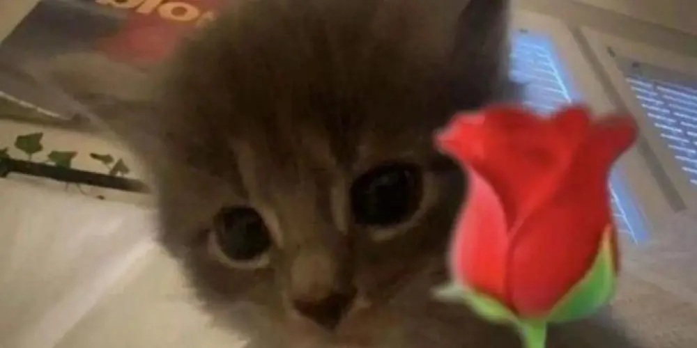 Imagem do grupo de WhatsApp Busco novia