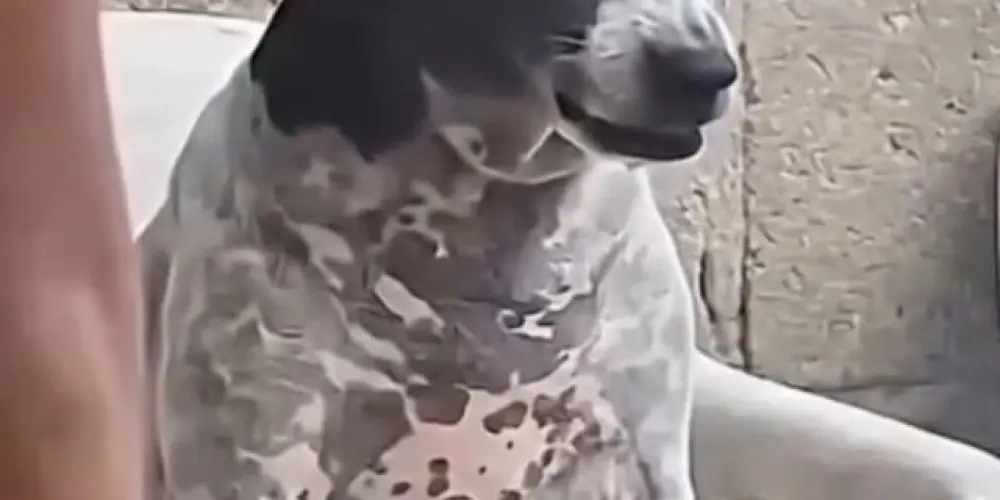 Imagem do grupo de WhatsApp Butecagem