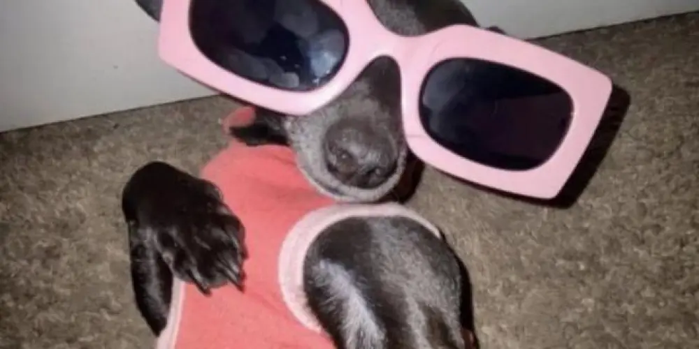 Imagem do grupo de WhatsApp ꧁⬪ᵂᵉᵇʙᴀɢᴜɴçᴀ⬪꧂