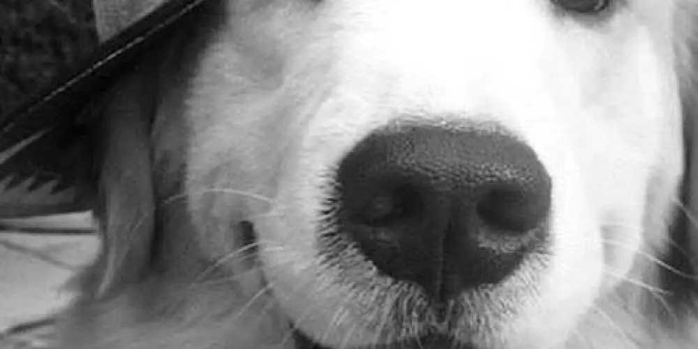 Imagem do grupo de WhatsApp 𝕌𝕟𝕚𝕕𝕠𝕤 𝕡𝕖𝕝𝕒 𝔹𝕒𝕘𝕦𝕟ç𝕒🐾