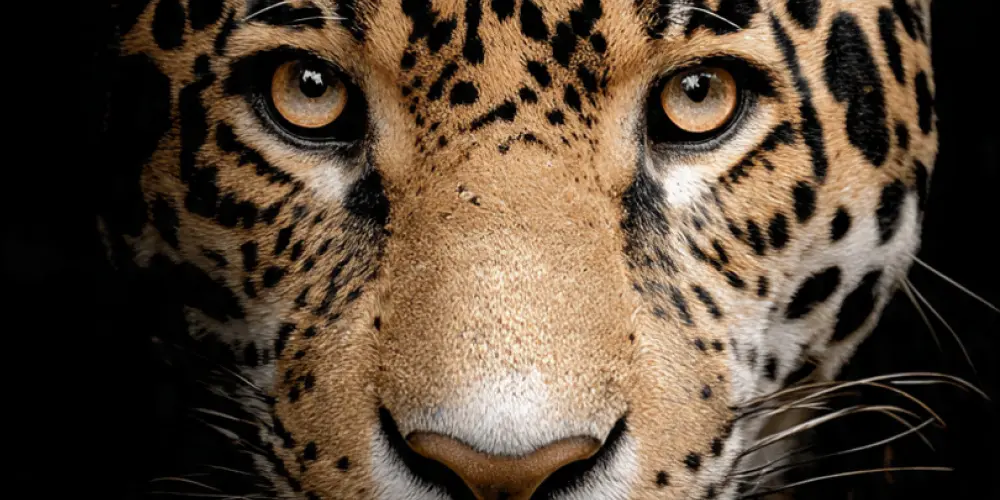 Imagem do grupo de WhatsApp 𝐴𝑚𝑖𝑔𝑜𝑠 𝑑𝑎 𝑂𝑛ç𝑎 🐯