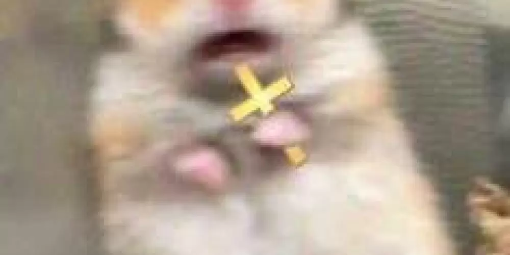 Imagem do grupo de WhatsApp 𝘋𝘦𝘴𝘨𝘳𝘢ç𝘢𝘥𝘰𝘴 𝘥𝘢 𝘤𝘢𝘣𝘦ç𝘢
