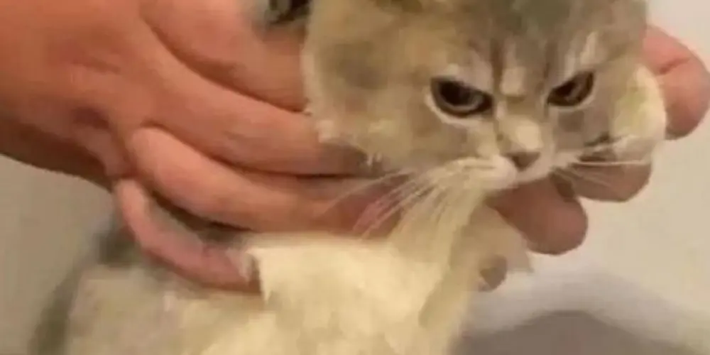 Imagem do grupo de WhatsApp C D N | Chat 💘