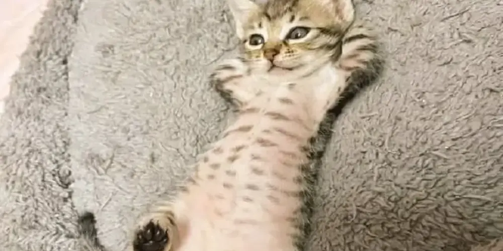 Imagem do grupo de WhatsApp ✞⃟❐͜͡𝐹𝑢𝑛𝑑𝑜 𝑑𝑜 𝑃𝑜ç𝑜⭟⁶⁶𝑍˚