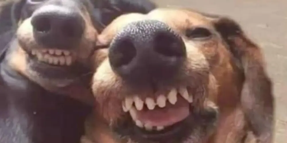 Imagem do grupo de WhatsApp Ｏｓ Ｓｅｍ Ｎｏçãｏ 🤯🔥😂