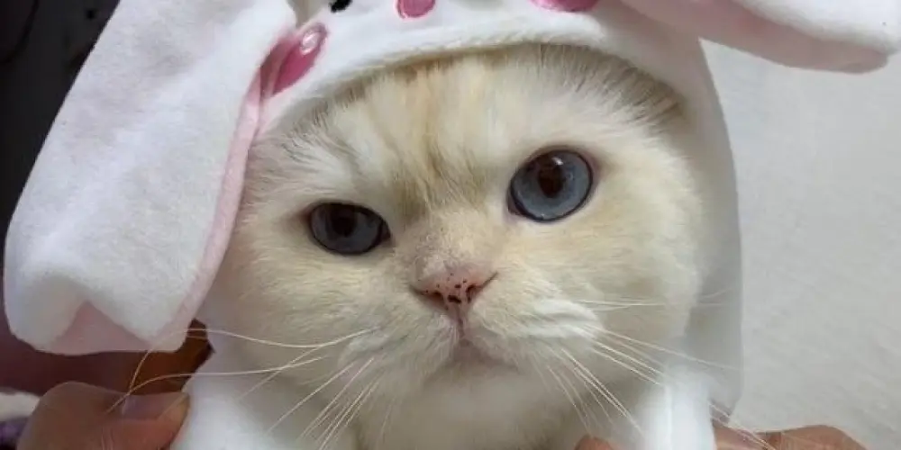 Imagem do grupo de WhatsApp ☆ﾟ⁠.⁠*⁠･⁠｡ﾟCabeças de melões☆ﾟ⁠.⁠*⁠･⁠｡ﾟ