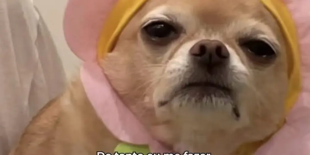 Imagem do grupo de WhatsApp CAÇADORES 🐸