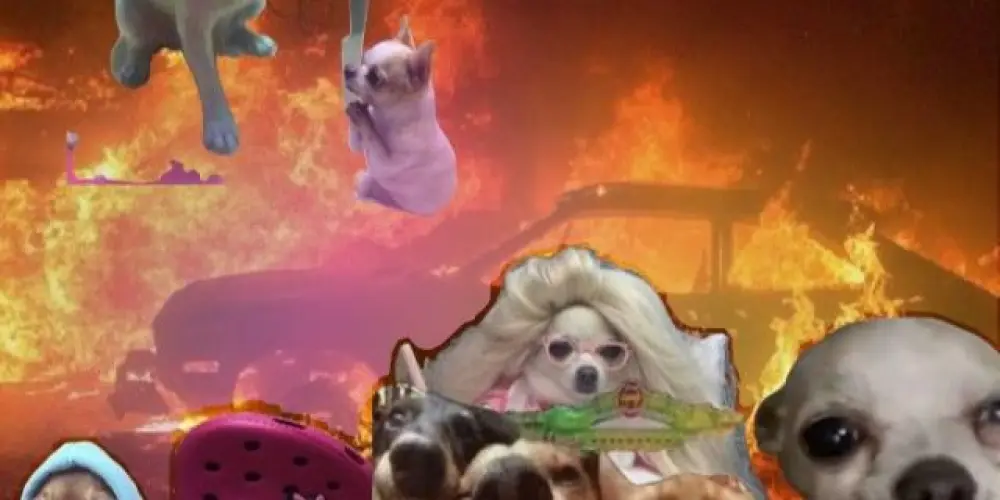 Imagem do grupo de WhatsApp Cachorrão do brejo