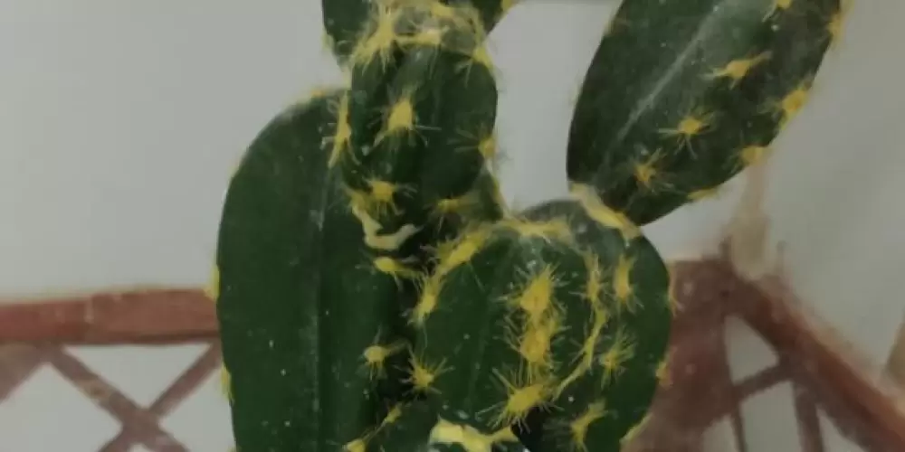 Imagem do grupo de WhatsApp Cactus (aquí si nos encueramos)