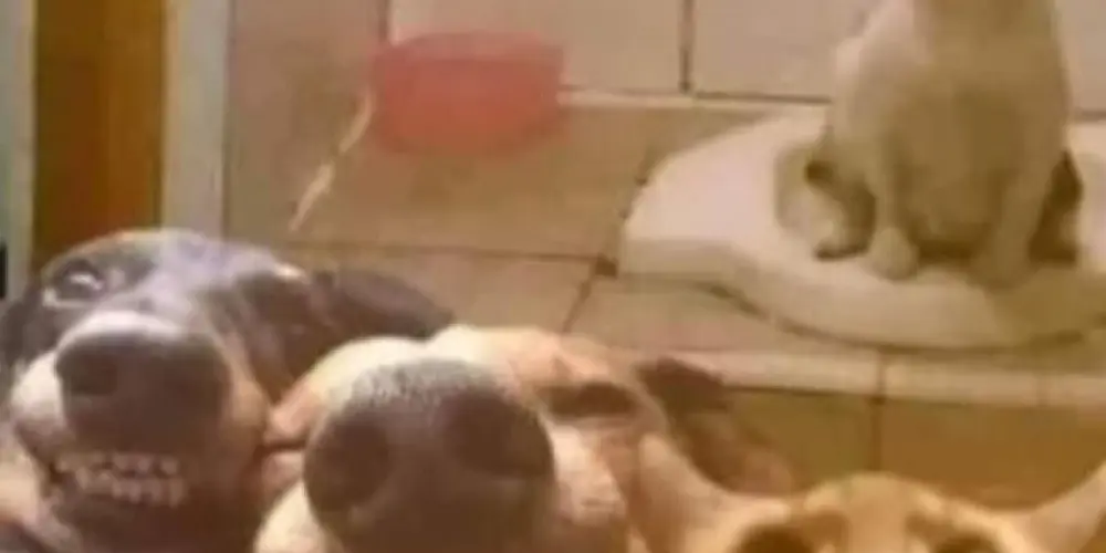 Imagem do grupo de WhatsApp Cadê o juízo?💁🏼‍♀️