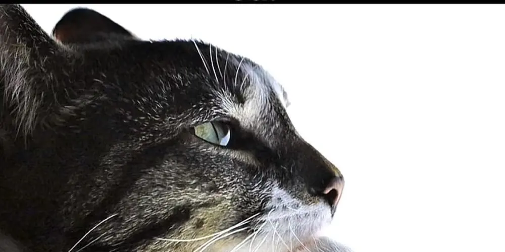 Imagem do grupo de WhatsApp Cadê o pão que eu deixei aqui