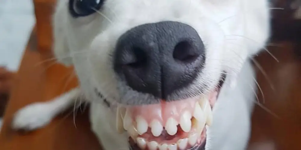 Imagem do grupo de WhatsApp Cães bravos