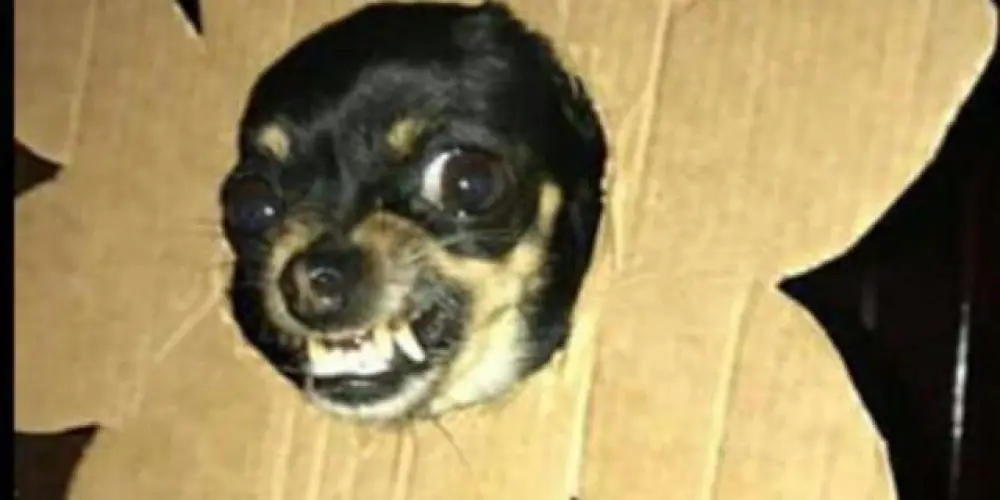 Imagem do grupo de WhatsApp Cães sem dono 🥴