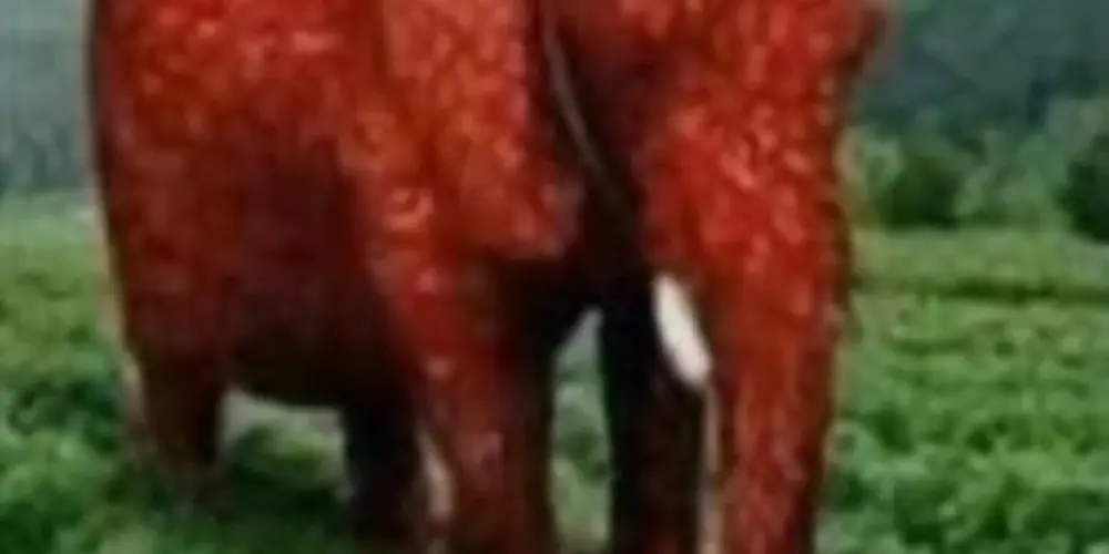 Imagem do grupo de WhatsApp CAFOFO DOS AMIGOS 📍🔥🚀