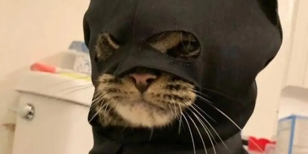 Imagem do grupo de WhatsApp °♤Calabouço♤°