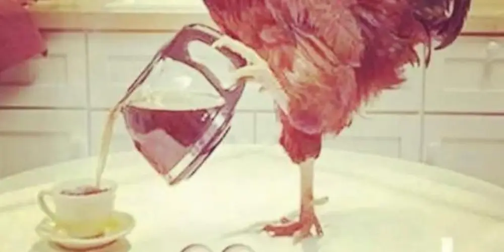 Imagem do grupo de WhatsApp calcinha preta ofc