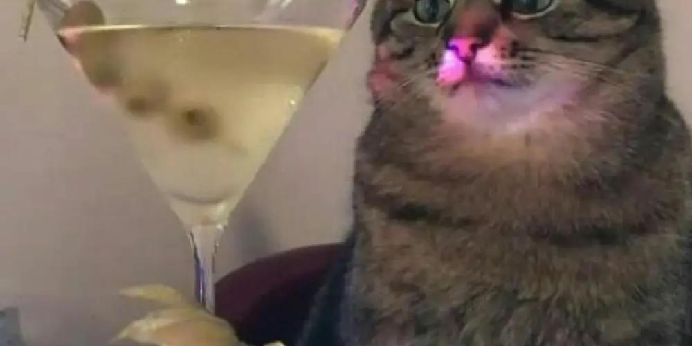 Imagem do grupo de WhatsApp °•꧁,👑_C̶A̶L̶D̶O̶ ̶D̶E̶ ̶X̶A̶N̶4̶_👑꧂•°